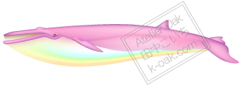 イワシクジラ ピンク