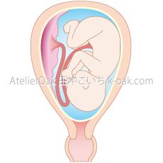 子宮 胎児